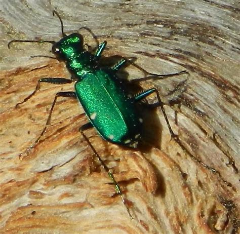 Six Spotted Tiger Beetle Cicindela Sexguttata BugGuide Net