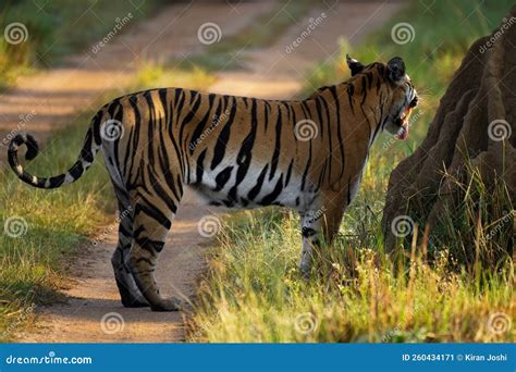 Flehmen Response Of Tiger Near Termite Hill Stock Image Image Of