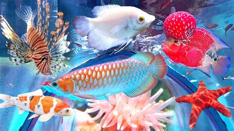 🐠🐟எத்தனை வண்ண மீன்கள் Under Water Aquarium Tunnel 🎏 Jehovah Shalom