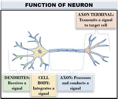 What are Neurons? Definition, Facts, Parts, Types & Role - Biology Reader