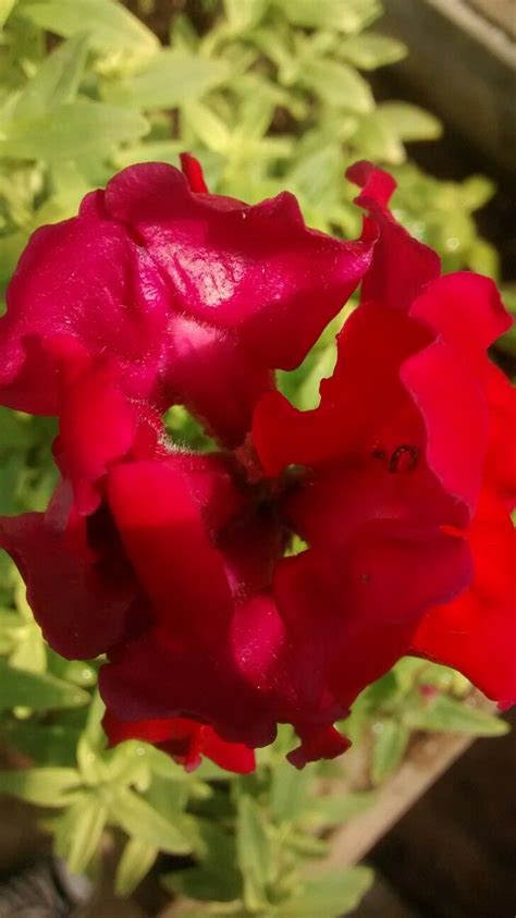 Antirrhinum Perritos Antirrhinum Rose Garden Doggies Plants