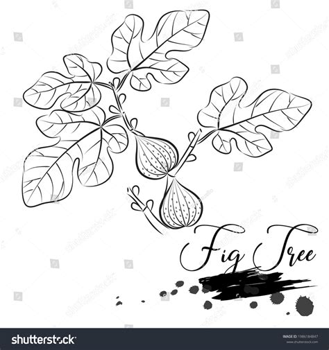 Fruit Fig Tree Line Art Vector Stock Vector (Royalty Free) 1986184847 ...