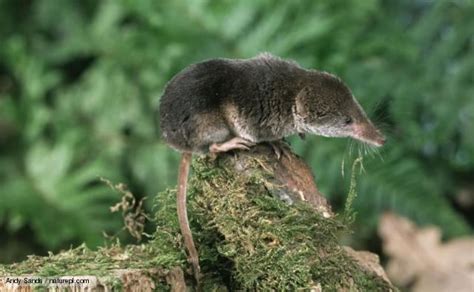 Common shrew - Alchetron, The Free Social Encyclopedia