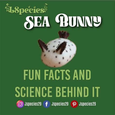 Sea Bunny Fun Facts And Science Behind It