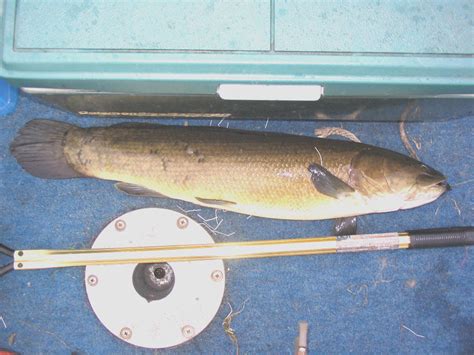 Minnesota Bowfin Club Bowfin Pictures