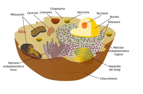 Procarioti vs eucarioti e la cellula come unità vitale