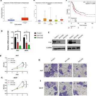 Curdione Enhances GEM Inhibition Of Bladder Cancer Cell Migration A B