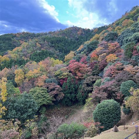 Arashiyama Monkey Park, Kyoto : r/japanpics