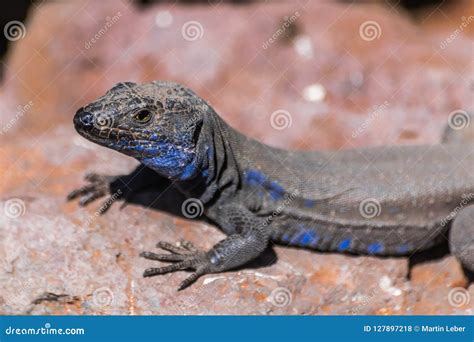 La Palma Endemic Lizard Portrait Gallotia Galloti Palmae Stock Photo