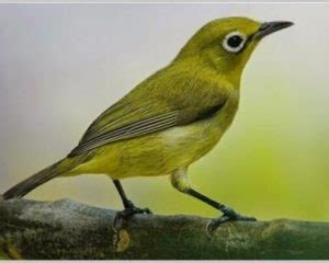 Cara Merawat Burung Pleci Agar Gacor Lantang Fauna ID