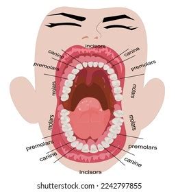 Visual Aid Human Open Mouth Anatomy Stock Vector (Royalty Free ...