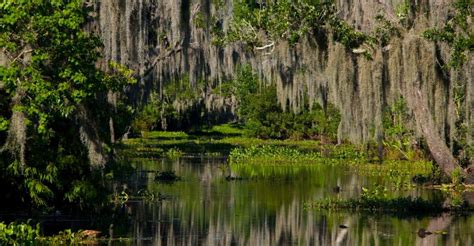 New Orleans Swamp Tour by Tour Boat | GetYourGuide