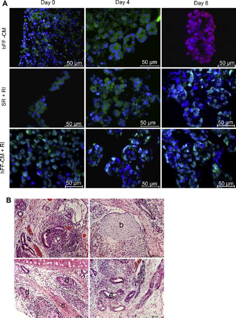 Immunofluorescent Analysis Confirmed The Protein Expression Of