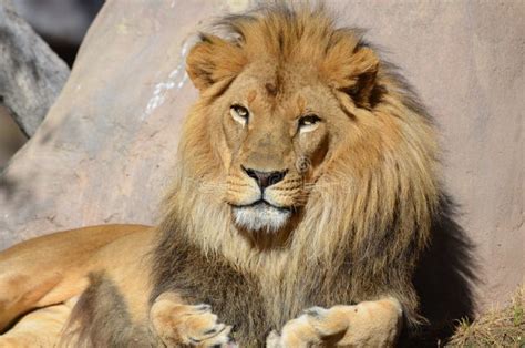 Gorgeous Golden African Lion With A Thick Black Fur Mane Stock Photo