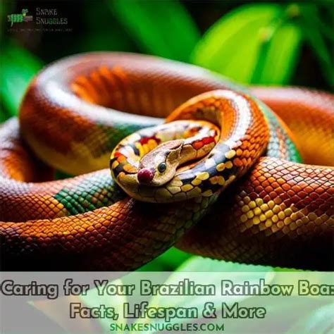 Caring for Your Brazilian Rainbow Boa: Facts, Lifespan & More