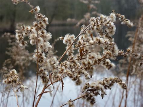 Fotos Gratis Rbol Naturaleza C Sped Rama Nieve Invierno Planta