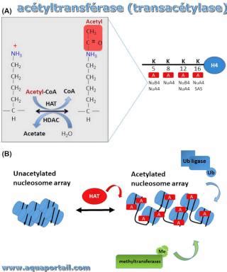 Acétyltransférase définition et explications