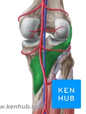 Popliteus Muscle Attachments Innervation And Function Kenhub Images