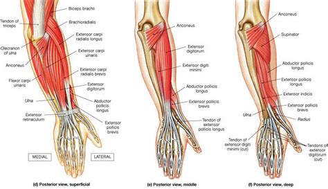 Forearm Muscles Origin Insertion Nerve Supply Action How To Relief