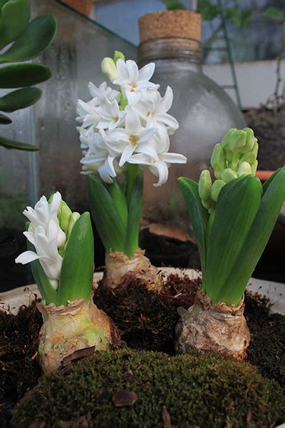 Using Hyacinths as Indoor Décor The Gardener : The Gardener