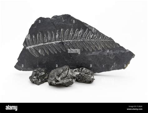 Coal with fern fossil in shale rock Stock Photo - Alamy