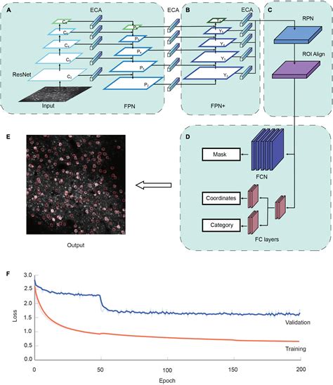 Frontiers Neuroseg Ii A Deep Learning Approach For Generalized