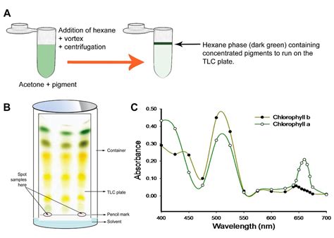 Chromatography Of Plant Pigments Lab Report