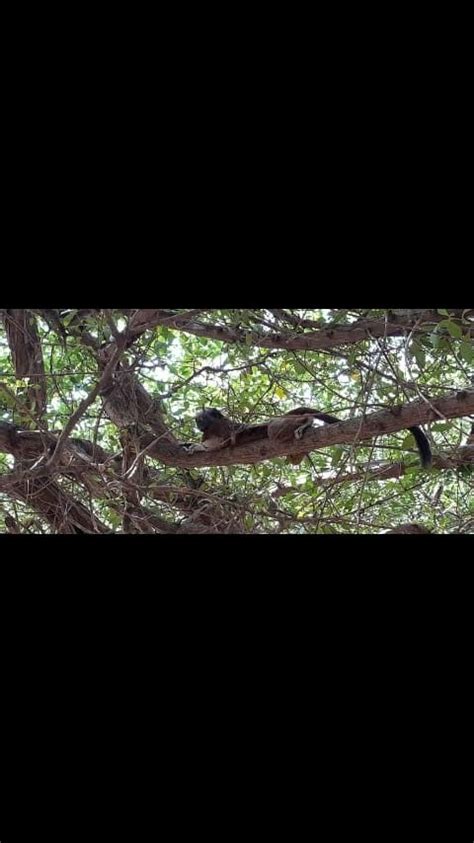 Épinglé par Patricia Meyer sur IGUANAS DE SAN ANDRES ISLAS