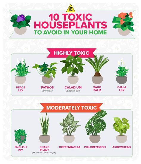 10 Most Toxic Houseplants Highlighted Hortweek