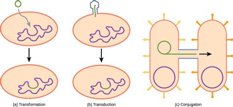 Structure Of Prokaryotes Bacteria And Archaea Openstax Biology 2e