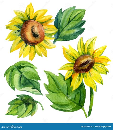 Insieme Del Girasole Dell Acquerello Illustrazione Di Stock