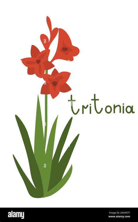 Red tritonia simple vector illustration Stock Vector Image & Art - Alamy