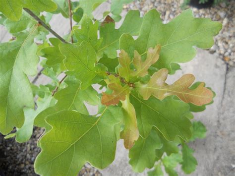 quercus robur english oak