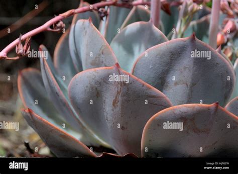 Thick Leaves Succulent Hi Res Stock Photography And Images Alamy