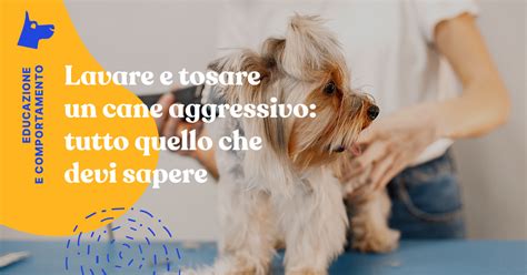 Lavare E Tosare Un Cane Aggressivo La Guida Completa