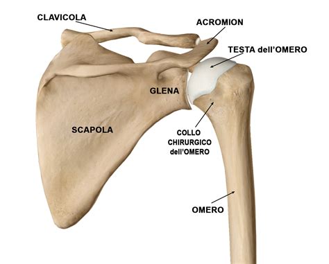 Protesi Di Spalla Ior