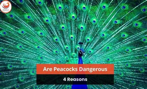 Are Peacocks Dangerous 4 Reasons Of Aggressive Behavior