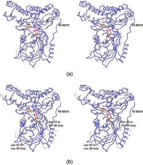 Comparisons Of The Human And Bacterial Galactokinase Models A