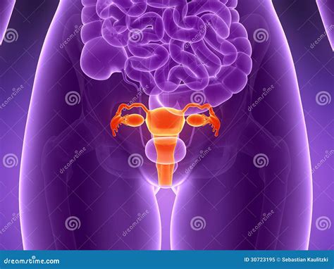 Highlighted Uterus Stock Illustration Illustration Of Health 30723195