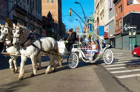 Dream Horse Carriage Company: Cinderella Pumpkin Carriage Wedding in ...