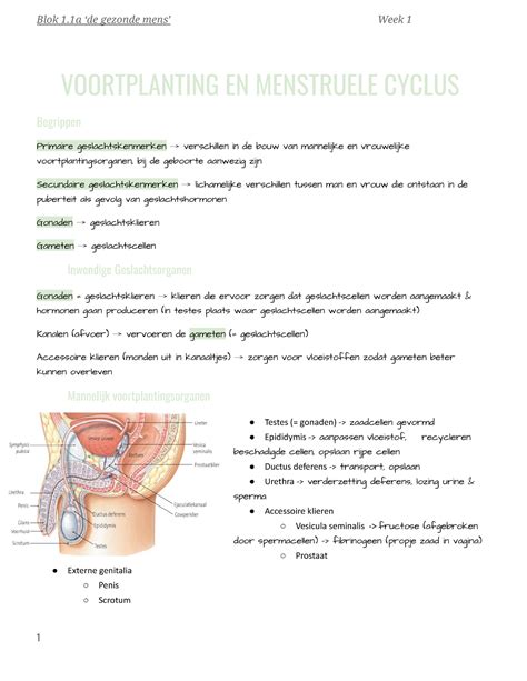 1 1 Menstruele Cyclus En Voortplanting Blok 1 8de Gezonde Mens9 Week