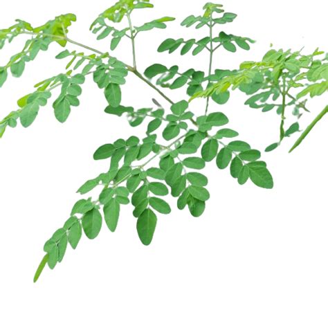 8 Health Benefits Of Drumstick Leaves Moringa Leaves 5 Ways To Include