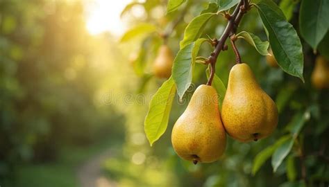 Ripe Pears Hanging on Tree Branch with Green Leaves in Sunny Garden ...