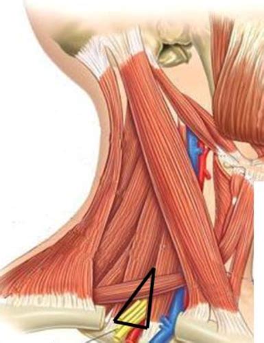 7 24 Part 1 Root Of Neck Cervical Viscera Flashcards Quizlet