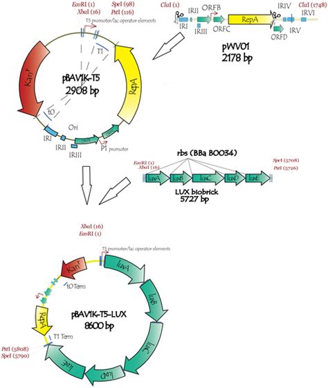 Designed Plasmid Vector