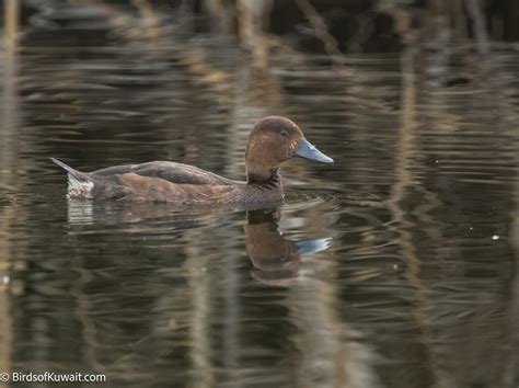 Ferruginous Duck Aythya Nyroca Bird Sightings From Kuwait