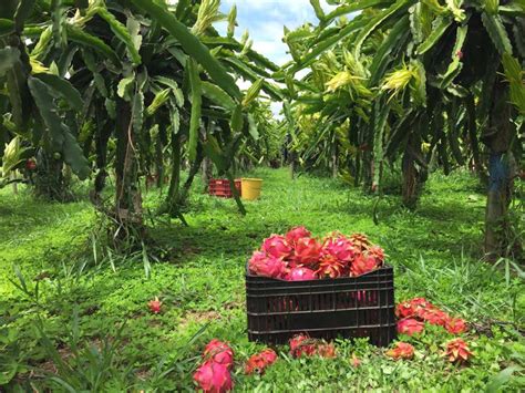 FRUTAS BRASIL Cultivo Da Pitaya Pitaia