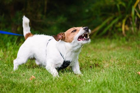 How Loud Is A Dog Bark