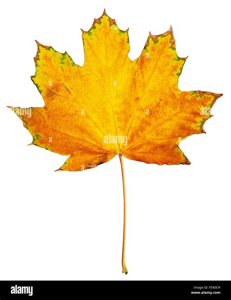 one big maple autumn leaf, colorful object isolated on white Stock ...