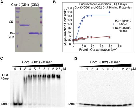 Dna Binding Properties Of The Cdc Ob And Ob Proteins A Sds Page